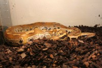 /album/python-curtus-breitensteini-/krajta-pestra-samice-jpg/